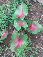 Caladium bicolor