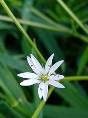 Stellaria palustris