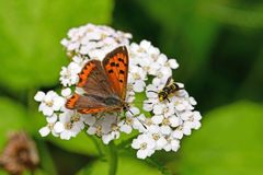 Lycaena phlaeas