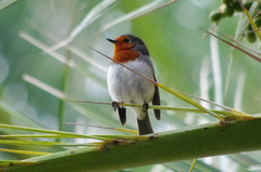 Erithacus rubecula superbus
