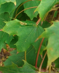 Phyllonorycter joannisi