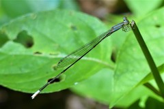 Aciagrion pallidum