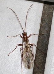 Ophion obscuratus