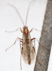 Ophion obscuratus