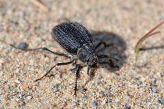 Earophanta pubescens