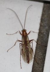 Ophion obscuratus