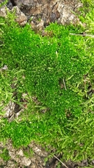 Bryophyta