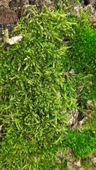 Bryophyta