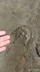 Tachypleus tridentatus