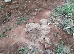 Elephantidae
