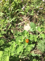 Coccinella septempunctata