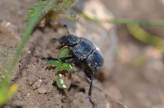 Lethrus scoparius