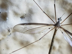 Tipula sayi