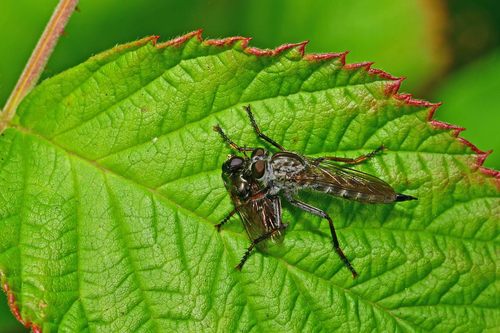 kite-tailed robberfly, Enschede-Noord, Enschede, Nederland, photo 9 of 10