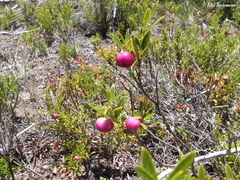 Gaultheria poeppigii