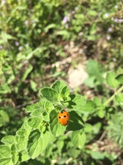 Coccinella septempunctata