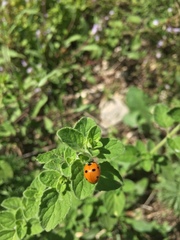 Coccinella septempunctata