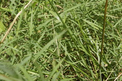 Dichanthelium columbianum