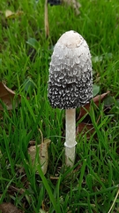 Coprinus comatus
