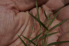 Dichanthelium columbianum