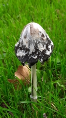 Coprinus comatus
