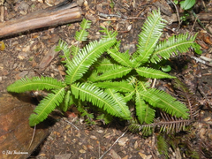 Sticherus quadripartitus