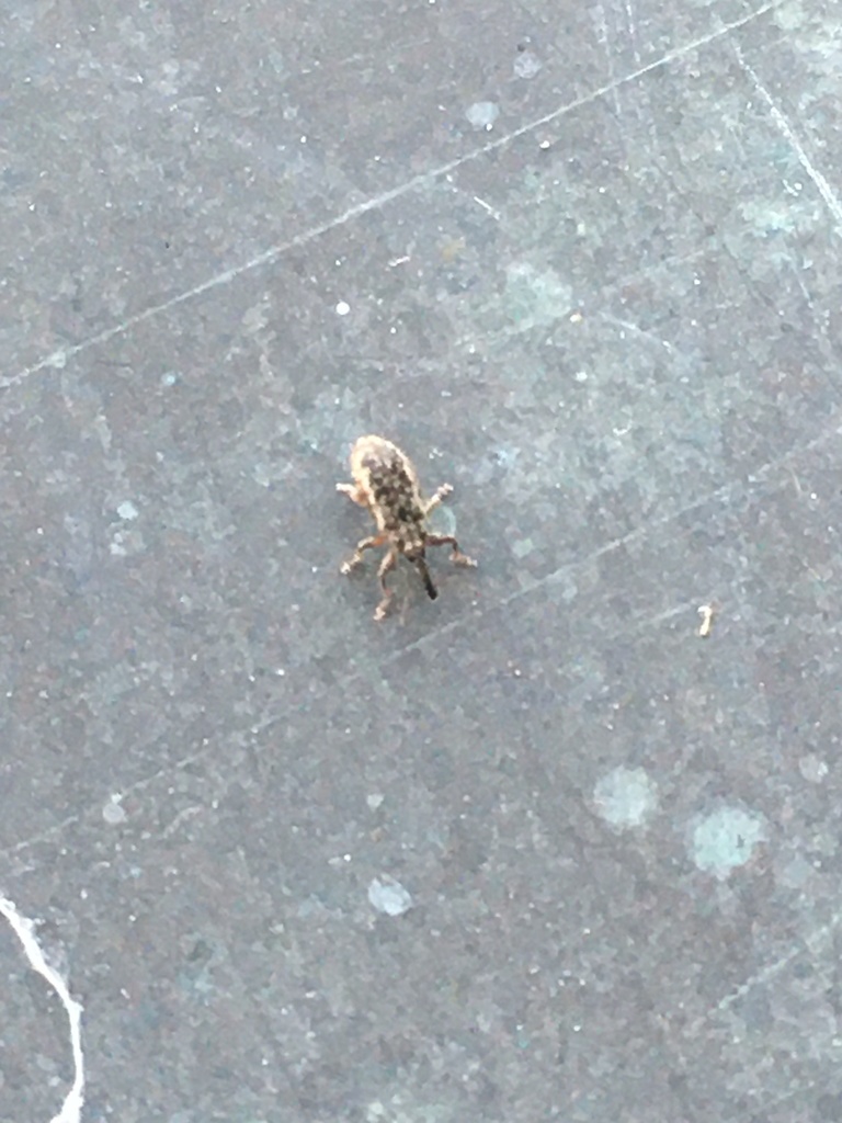 Dorytomus suratus