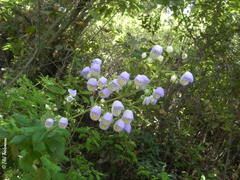 Jovellana punctata