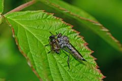 Tolmerus atricapillus