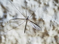 Tipula sayi