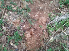 Elephantidae