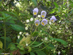 Jovellana punctata