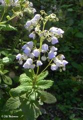 Jovellana punctata