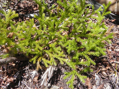 Austrolycopodium magellanicum