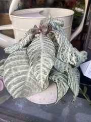 Aphelandra squarrosa