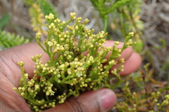 Thesium commutatum