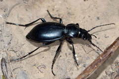 Carabus namanganensis