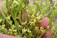 Thesium commutatum