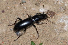 Stenolepta transcaspica