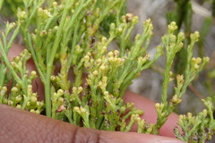Thesium commutatum