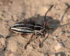 Dorcadion turkestanicum