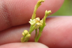 Thesium commutatum