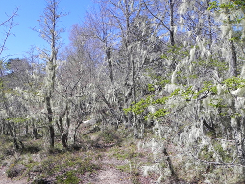 Antarctic Beech