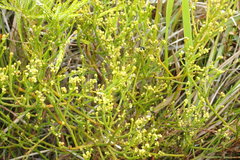 Thesium commutatum