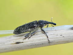 Epimeces