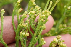 Thesium commutatum