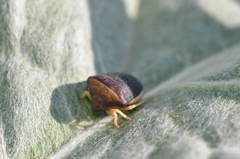 Ventocoris rusticus