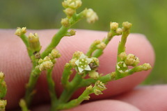 Thesium commutatum