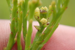 Thesium commutatum