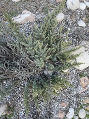 Artemisia caerulescens